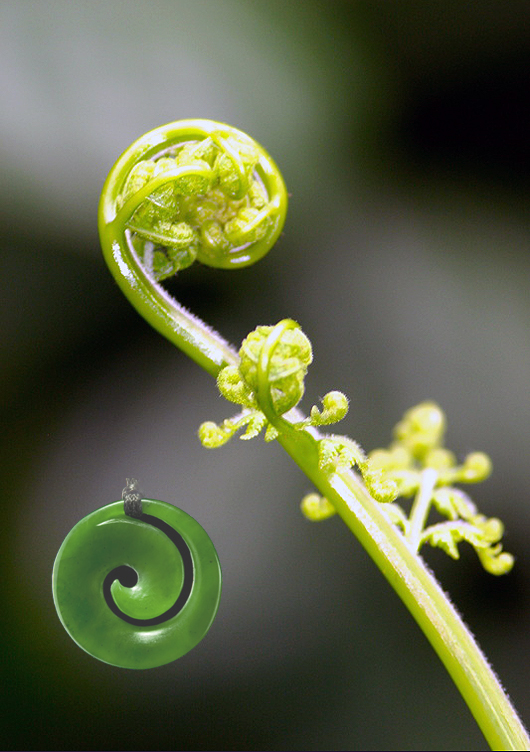 koru logo about copy